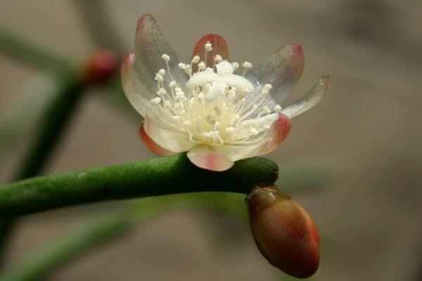 http://www.cloudjungle.com/cloudjungle/Cactaceae/Rhipsalis/Rhipsalis sp aff baccifera flower 4.jpg